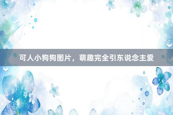 可人小狗狗图片，萌趣完全引东说念主爱